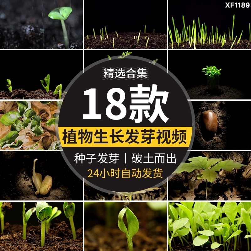 种子发芽植物快速生长延时绿色幼苗嫩苗从土壤破土而出短视频素材-问小徐资源库